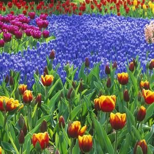 Meet your Posher, Marie